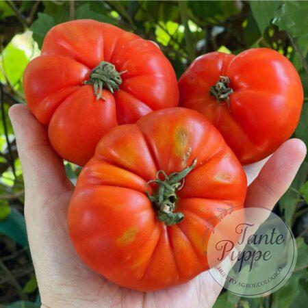 Tomate Limachino rojo