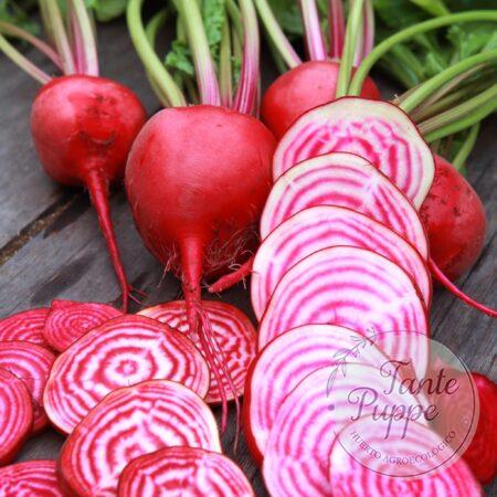 Betarraga Candy Cane
