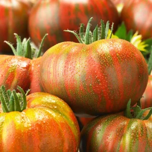 Tomate Berkeley Tie Dye
