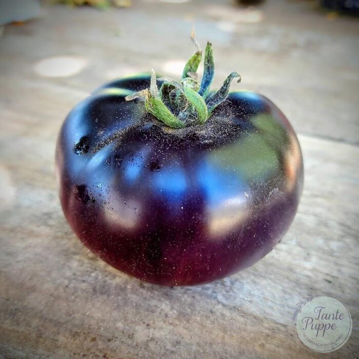 Tomate Black beauty Tomate Black beauty