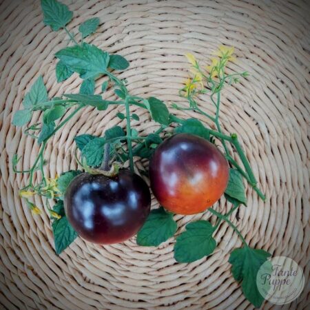 Tomate Cherry negro