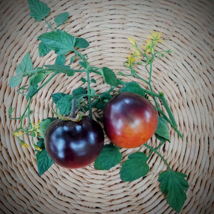 Tomate Cherry Negro