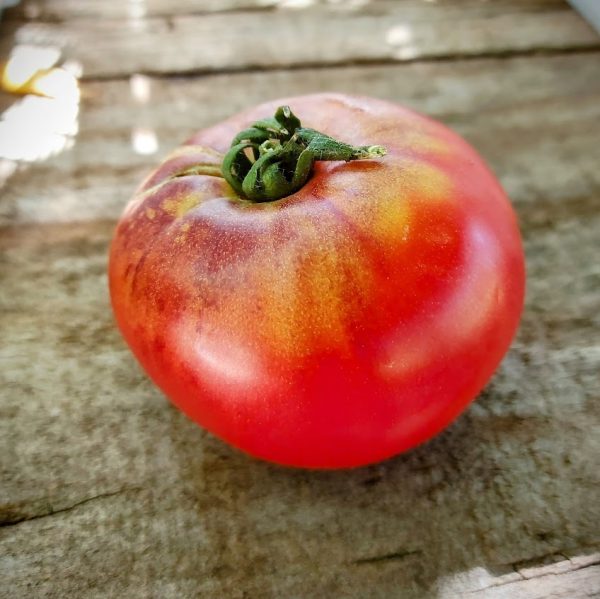 Tomate Rojo peñasco