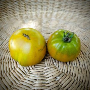 Tomate Thorburn Terra-cota