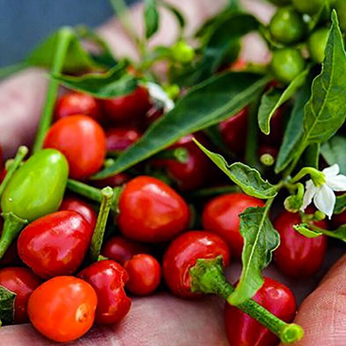 aji chile piquin