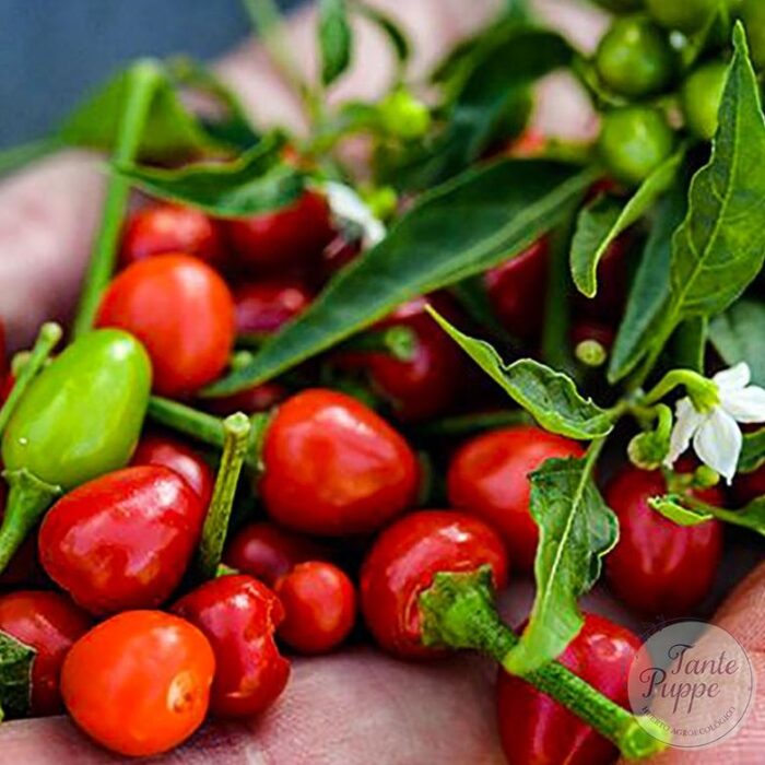 aji chile piquin aji chile piquin