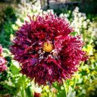 amapola black poppy