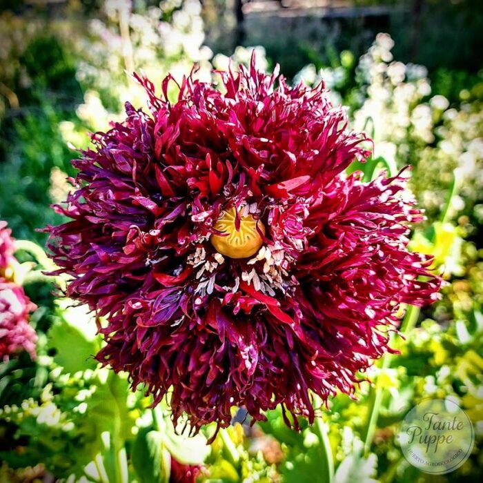 amapola black poppy amapola black poppy