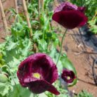 amapola burdeo simple