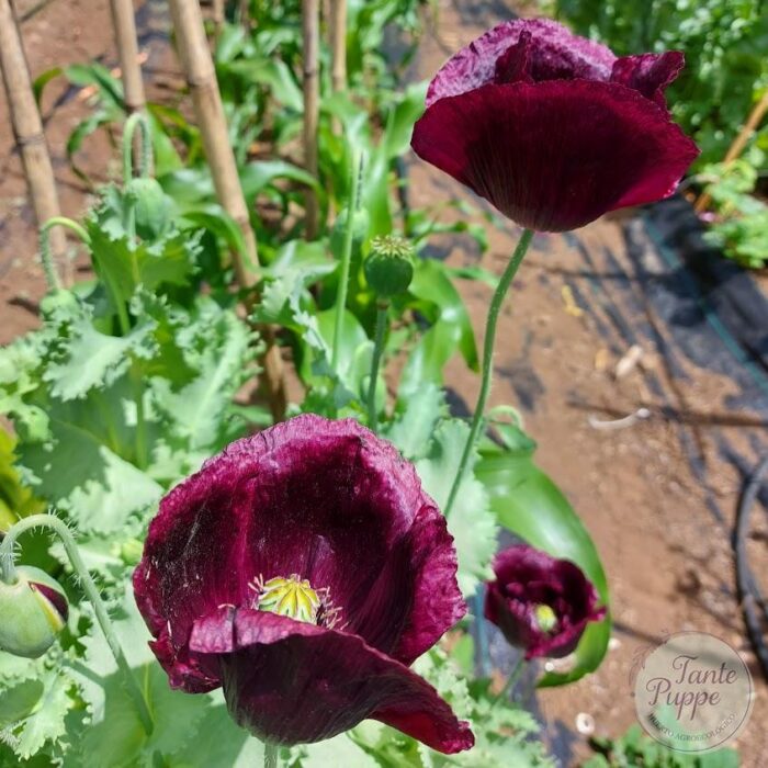 amapola burdeo simple amapola burdeo simple