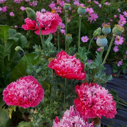 Amapola Fucsia – Huerto Tante Puppe