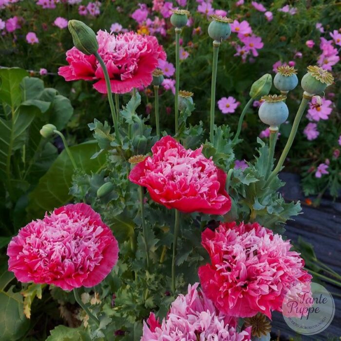 amapola fucsia amapola fucsia
