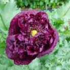 amapola morada doble