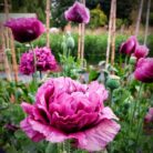 amapola morada doble1