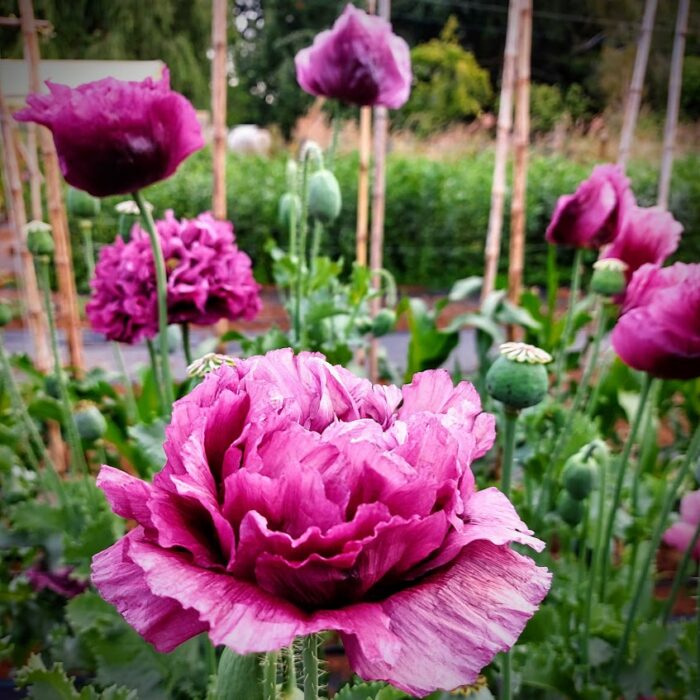 amapola morada doble1