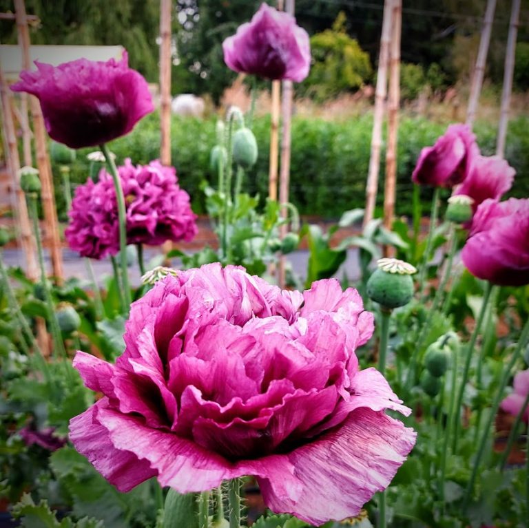Amapola morada peonía – Huerto Tante Puppe