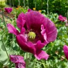 amapola morada simple