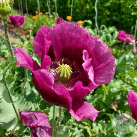 Amapola Morada
