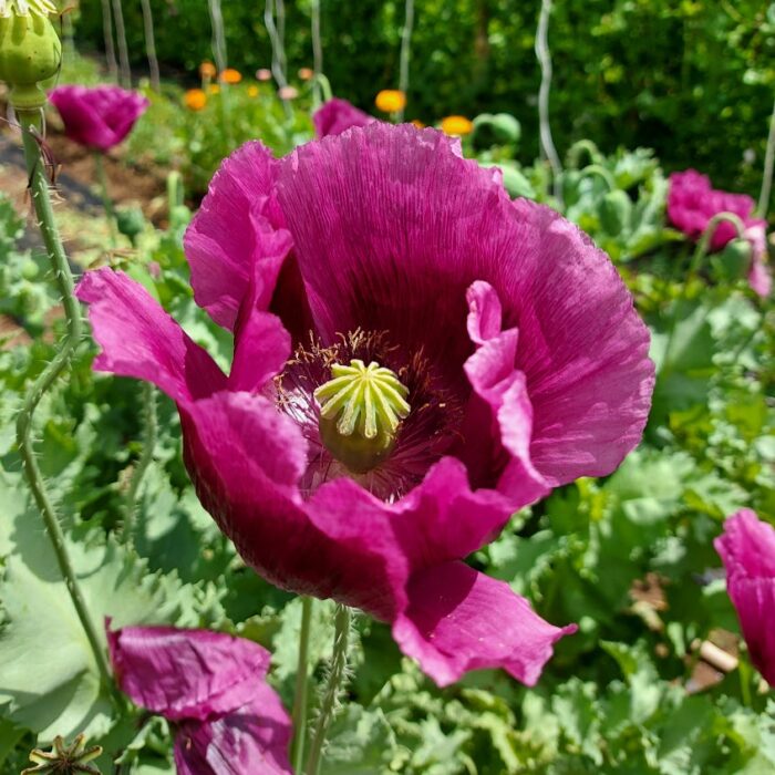amapola morada simple