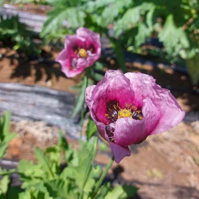 Amapola de Troya – Huerto Tante Puppe