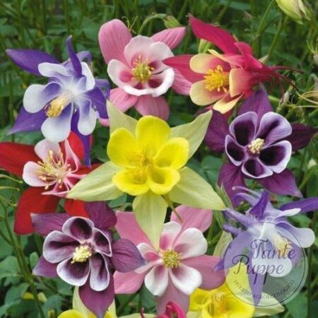 Aquilegias