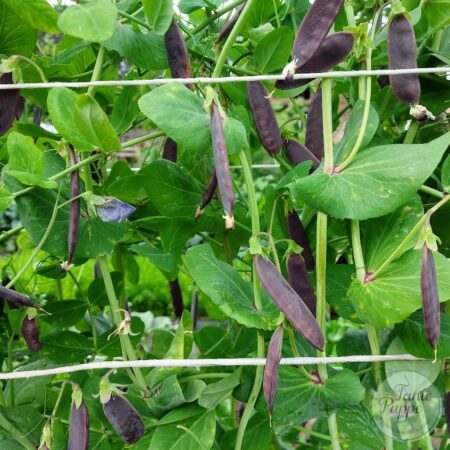 Arveja Sugar Magnolia morada