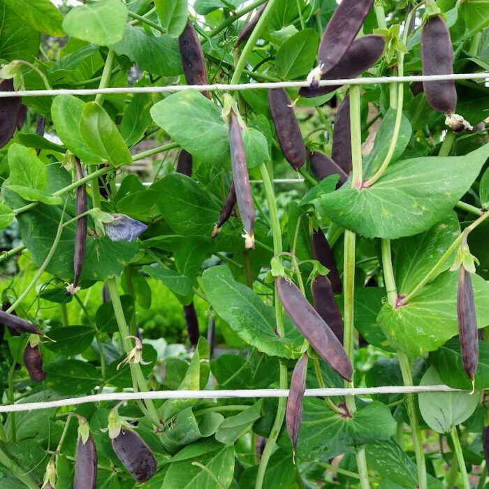 arveja morada arveja morada