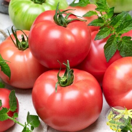 Tomate Aurora
