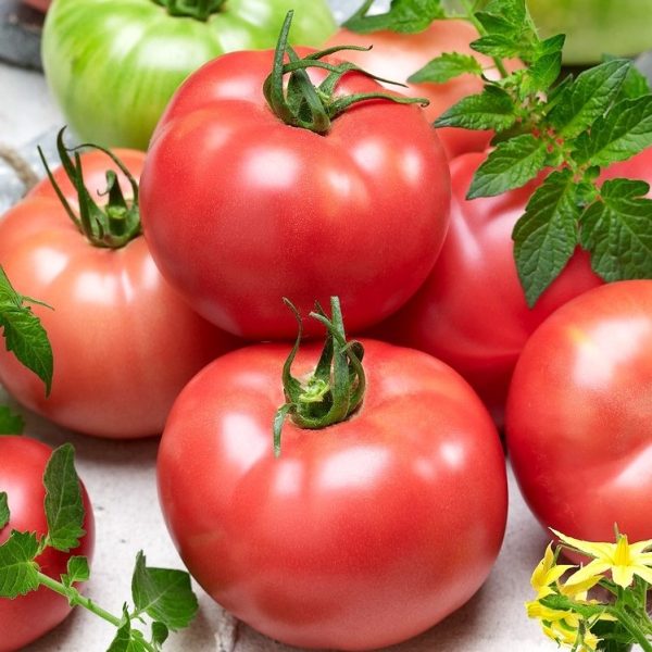 Tomate Aurora
