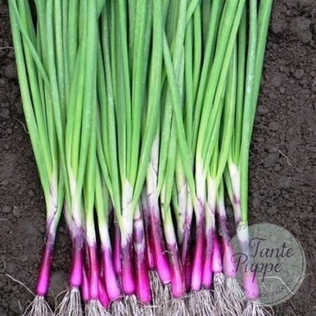 Semillas de Cebollín Morado de Huerto Tante Puppe