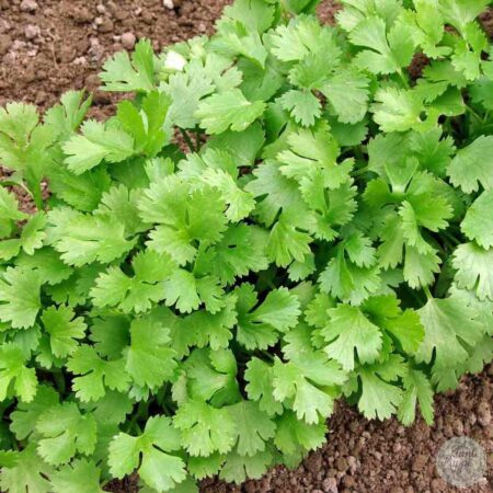 Cilantro