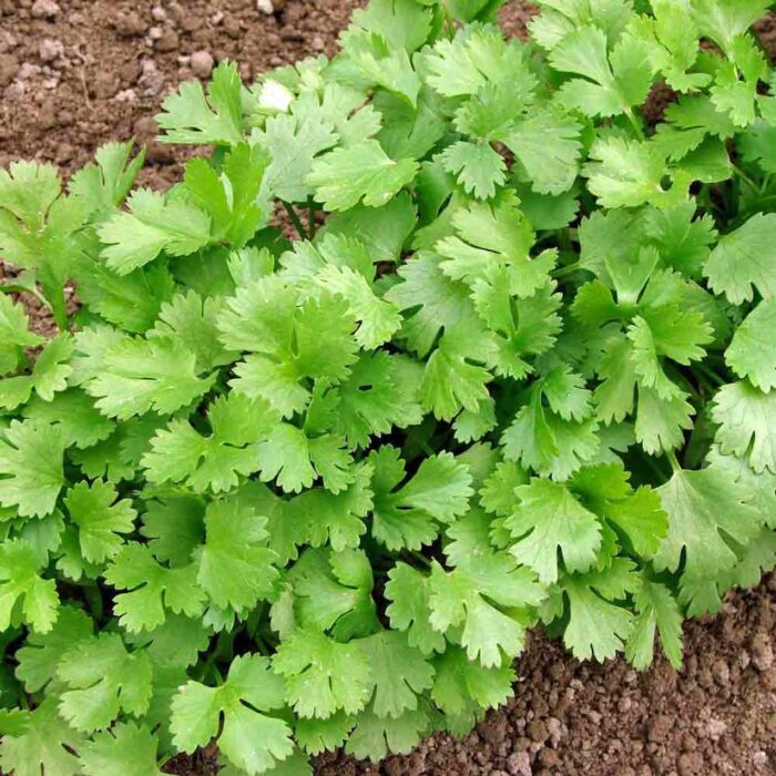 cilantro