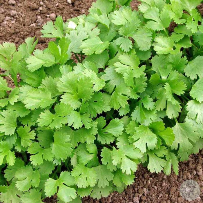 cilantro cilantro