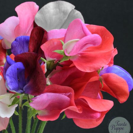 Clarines mix
