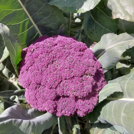Coliflor morado
