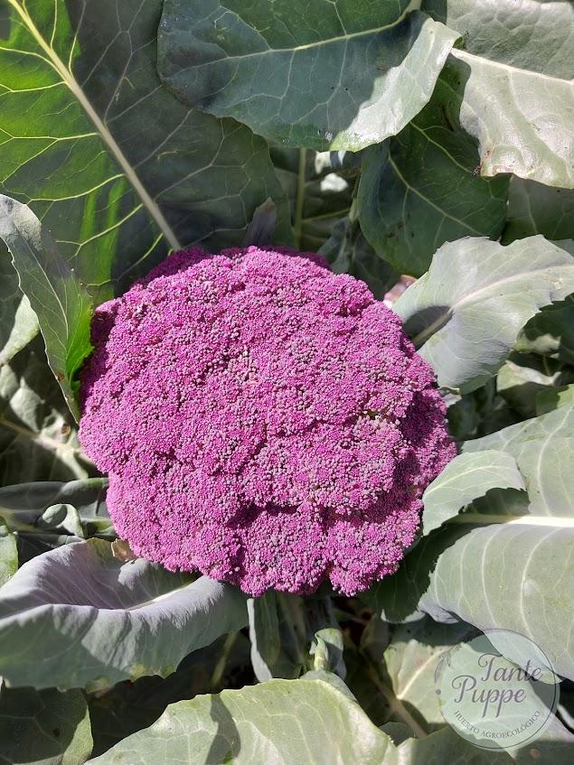 colirflor morado2 colirflor morado2