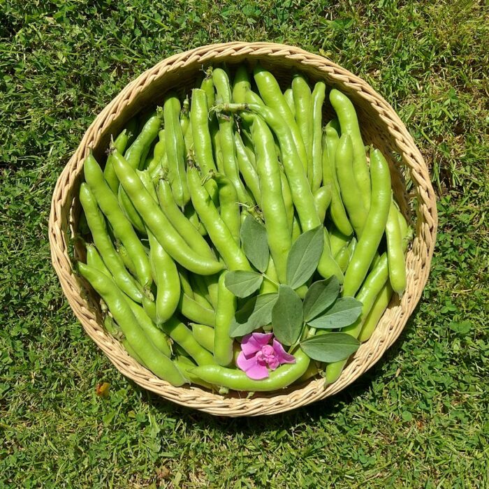 haba dulce haba dulce