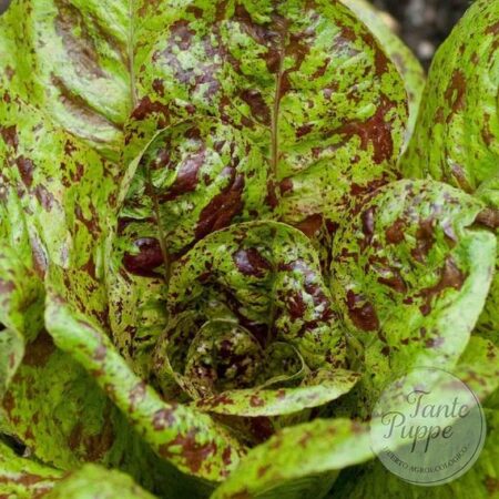 Lechuga  Red Speckled (Pecosa)