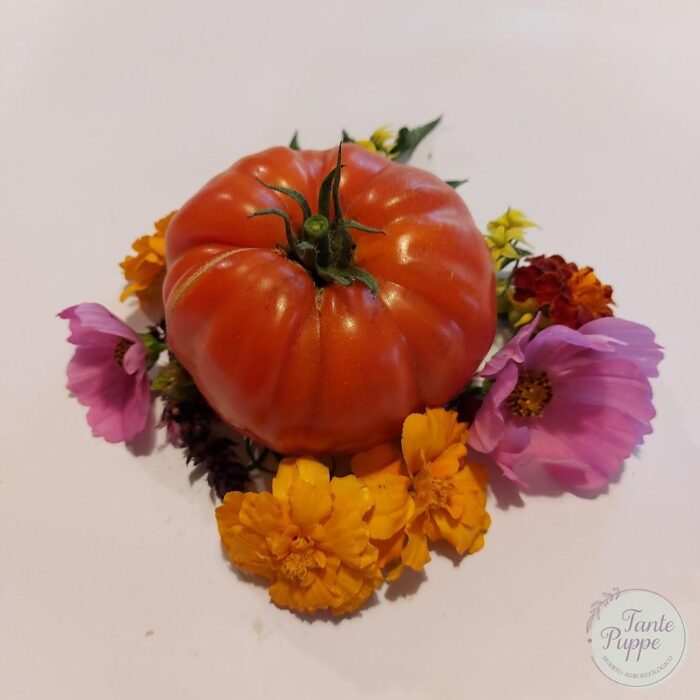 semillas tomate limachino rojo Semillas de Tomate Limachino Rojo