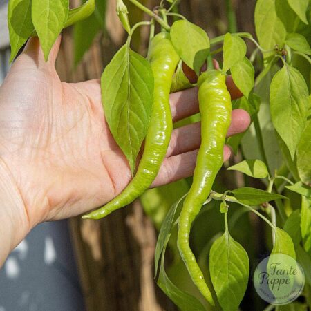 Pimiento Lombardo