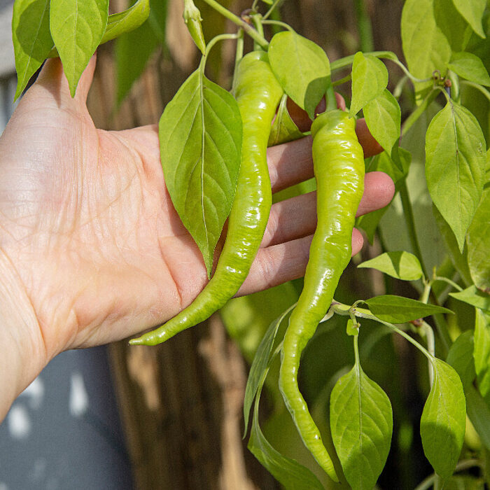 pimiento lombardo pimiento lombardo