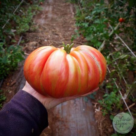 Tomate Pink Jazz