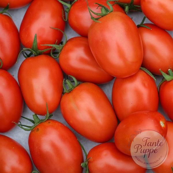tomate roma rojo tomate roma rojo