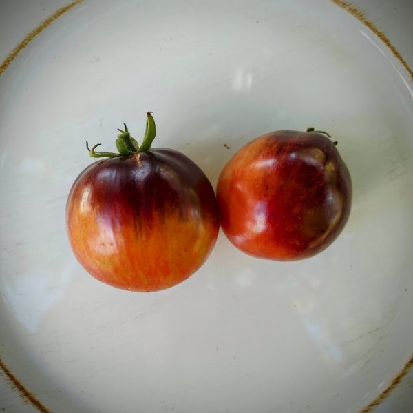 Tomate Sunset