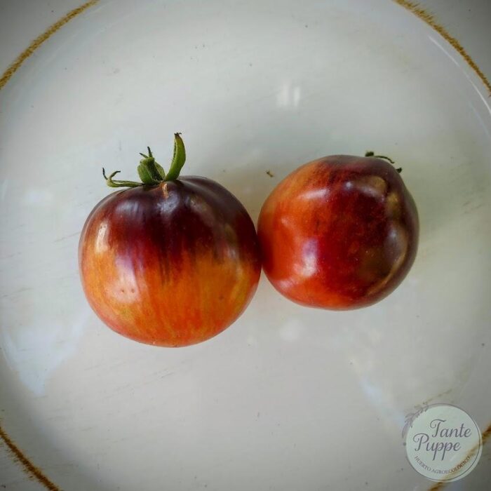 tomate sunset tomate sunset