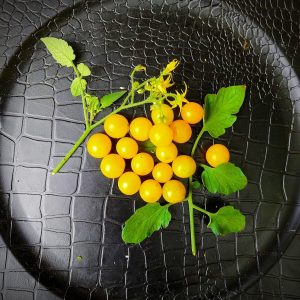 Tomate Tenca amarillo