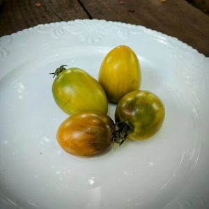 Tomate Trébol