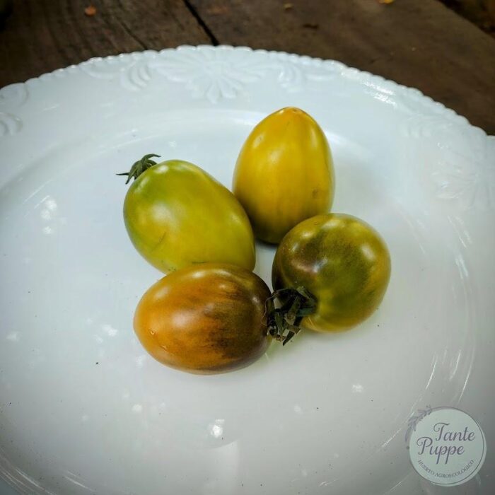 trebol trebol