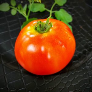Tomate Yuco