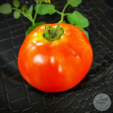 Tomate Yuco